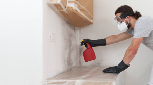 Professional Basement Mold Removal technician working in Madison, NC