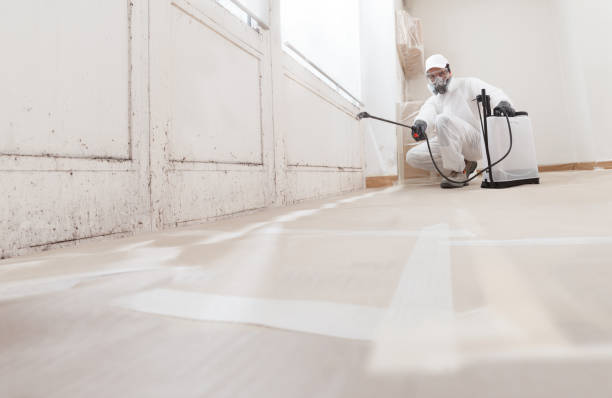 24/7 Emergency Basement Mold Removal experts in Madison, NC