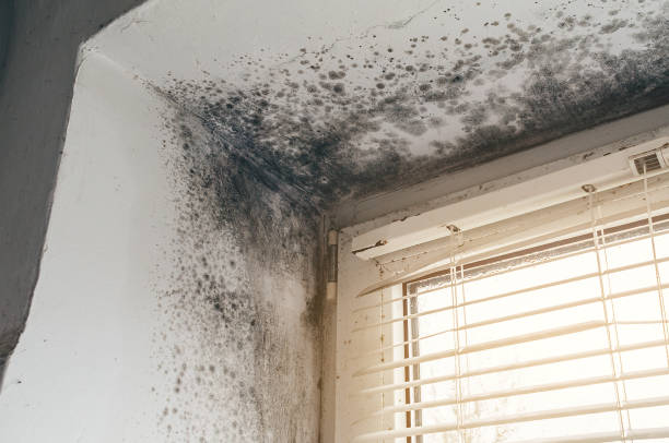 Affordable Basement Mold Removal solutions in Madison, NC