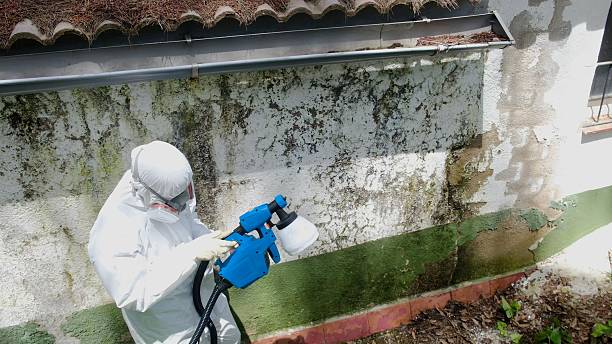 Top rated local Basement Mold Removal specialists in Madison, NC